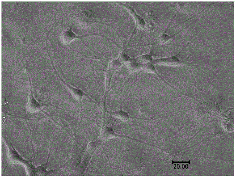 Method for culturing primary hippocampal neurons