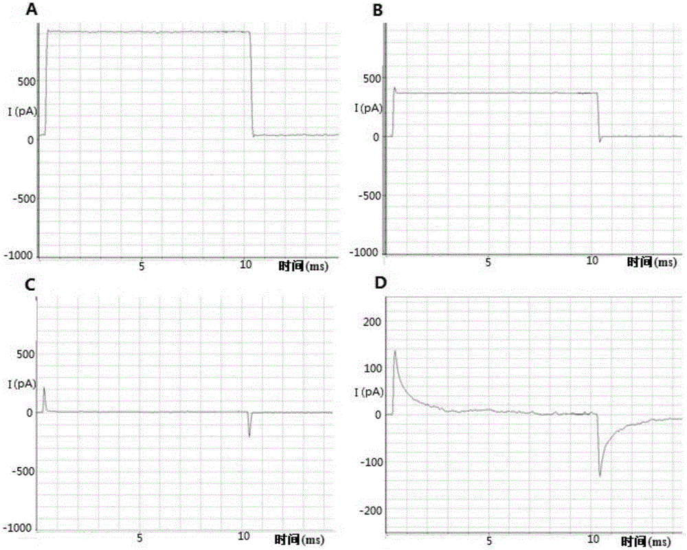 Method for culturing primary hippocampal neurons