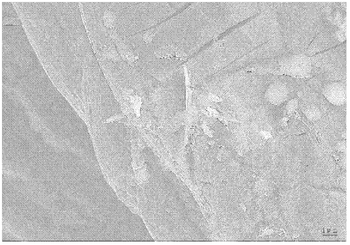 Method for preparing graphene-nickel hydroxide composite electrode material for super capacitor