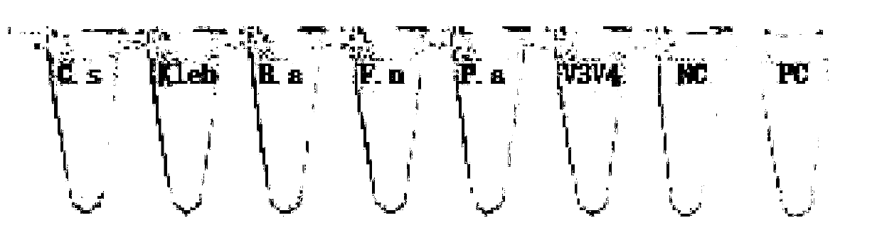 Primer compound for identifying intestinal microecological state and application thereof