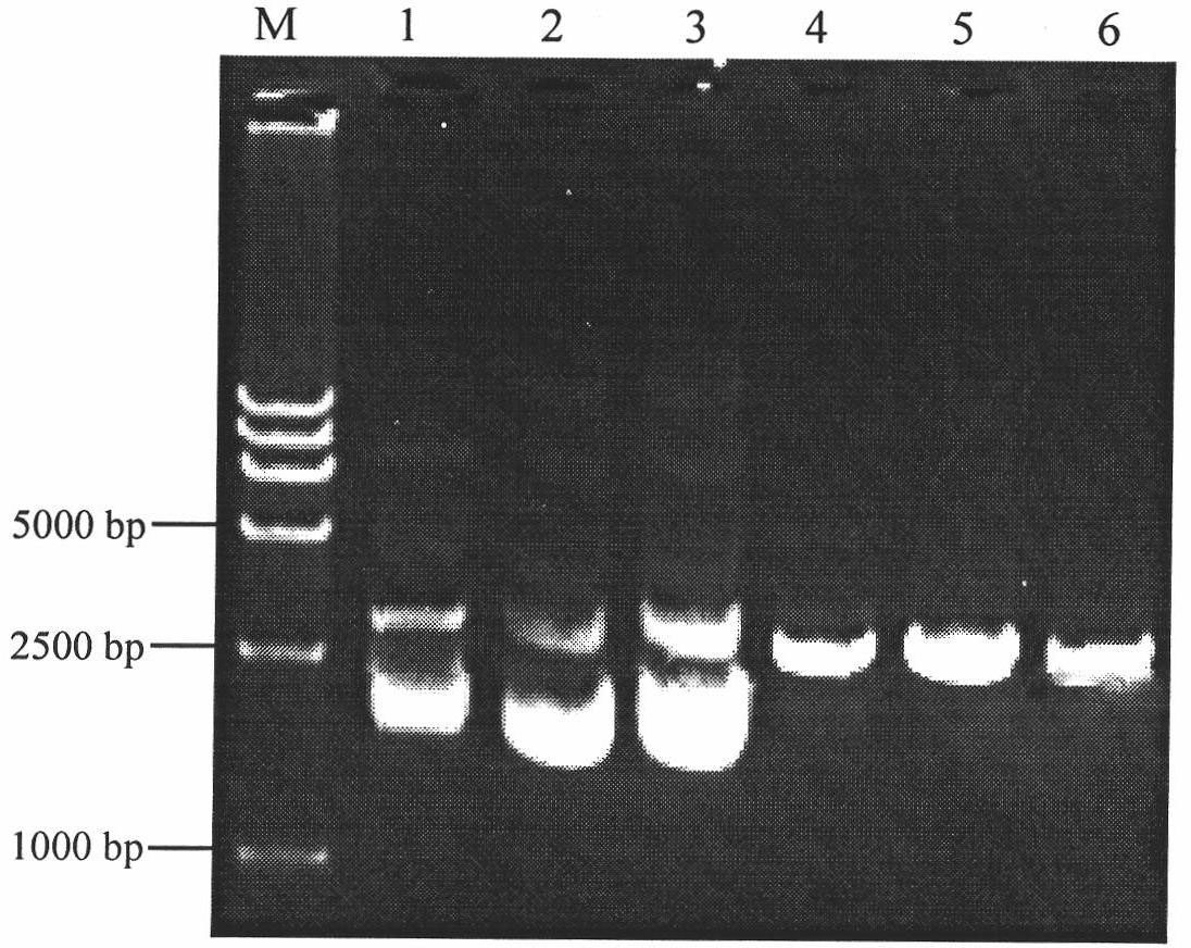 Shuttle vector pSHK4 for escherichia coli and haemophilus parasuis, preparation method and application