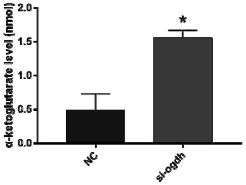 Application of alpha-ketoglutaric acid in preparation of medicine for treating myocardial infarction