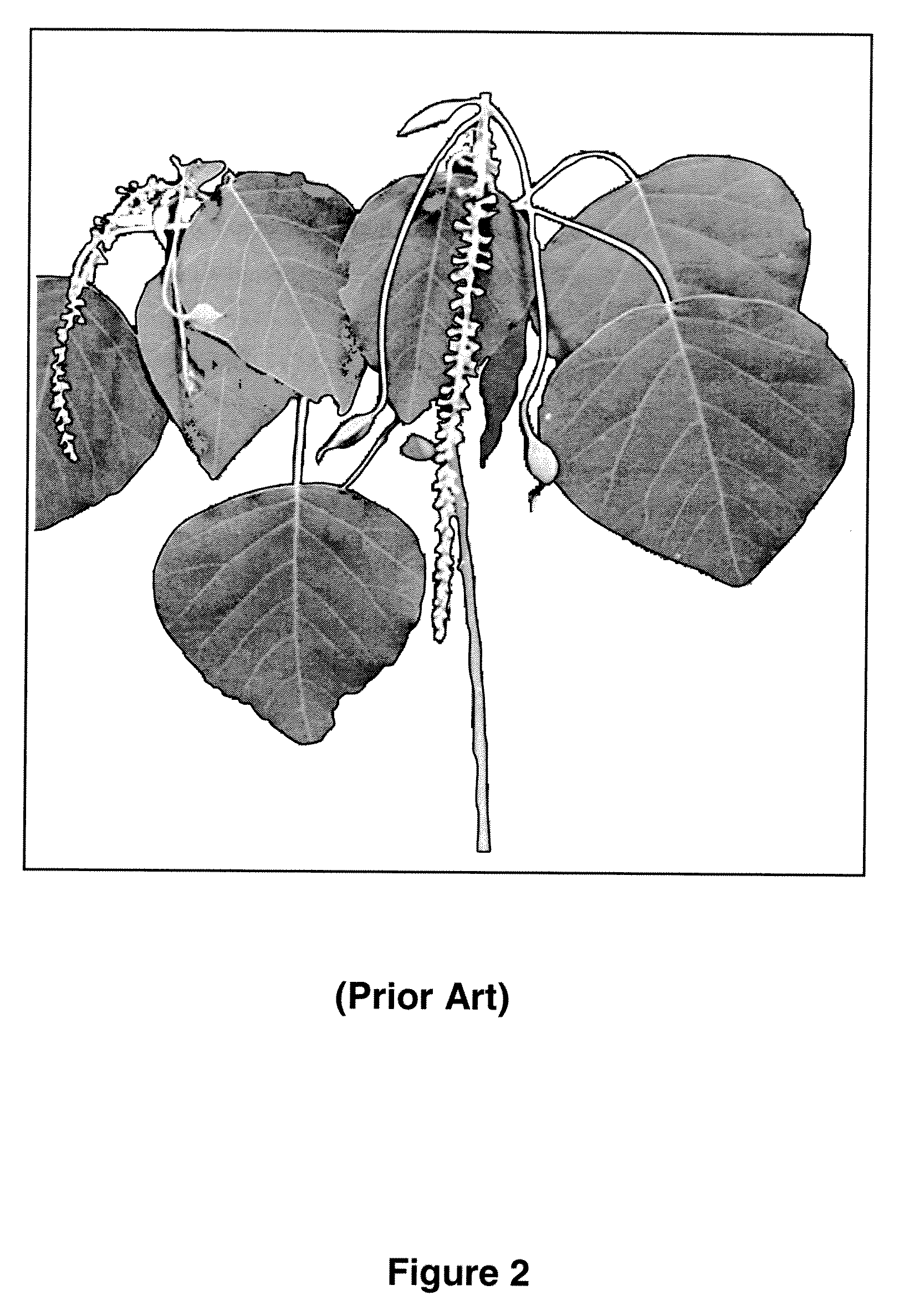 Process to Produce Prostratin and Structural or Functional Analogs Thereof