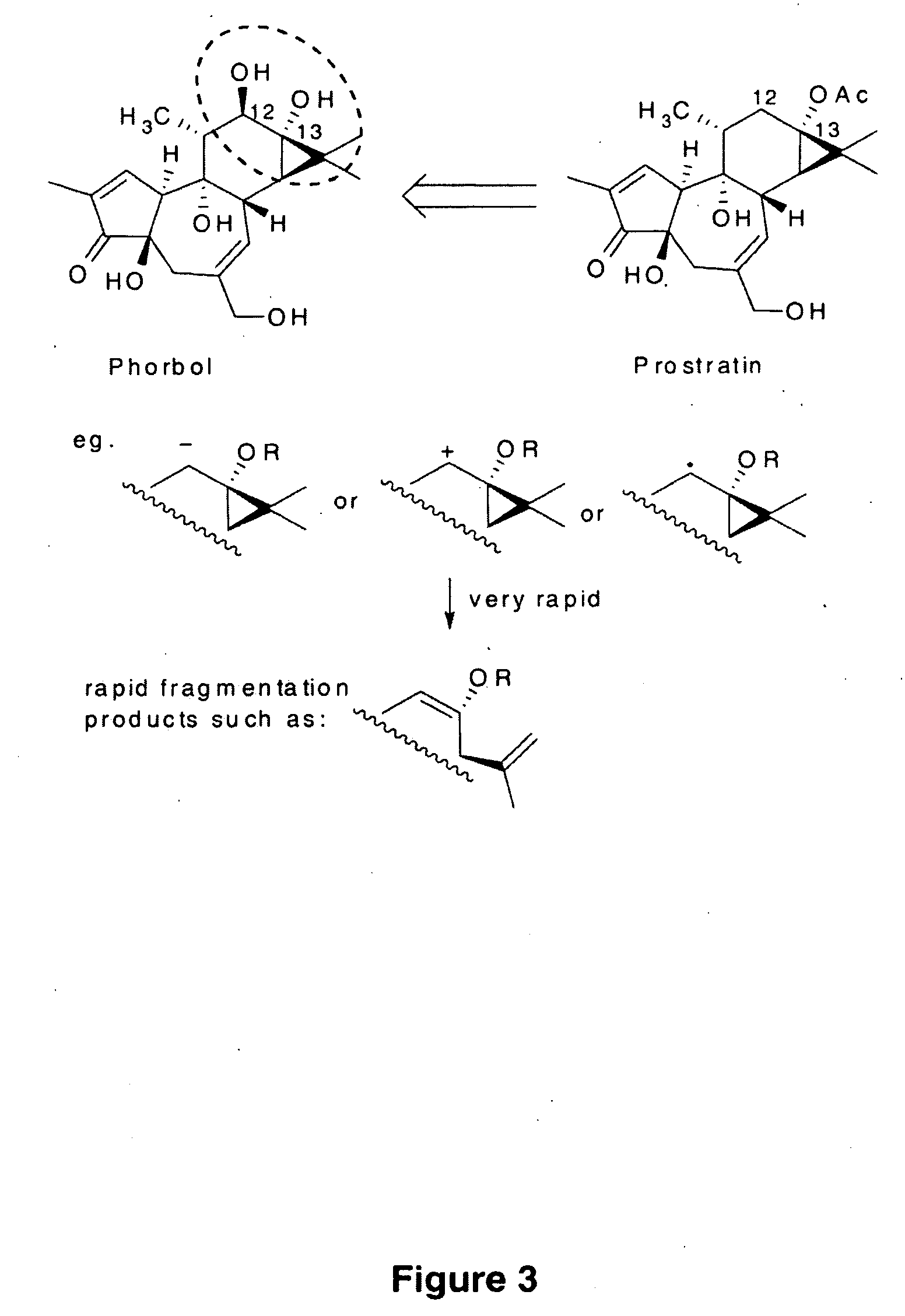 Process to Produce Prostratin and Structural or Functional Analogs Thereof