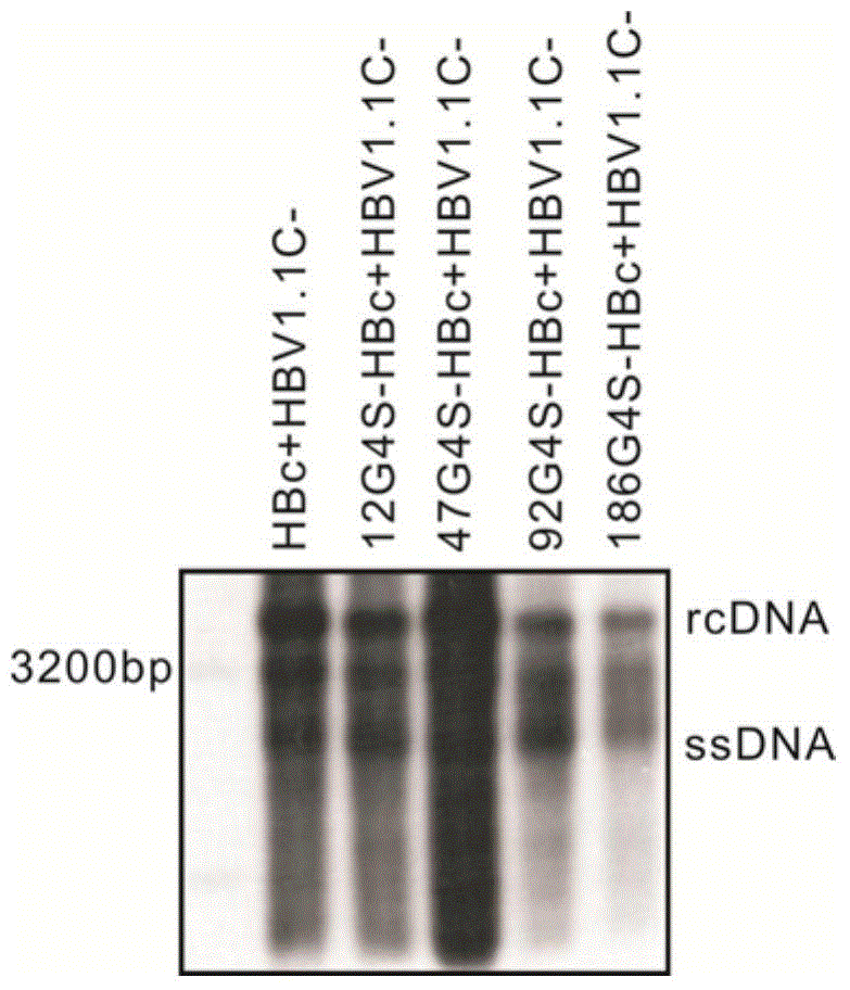 Recombinant human hepatitis B virus core protein fused protein