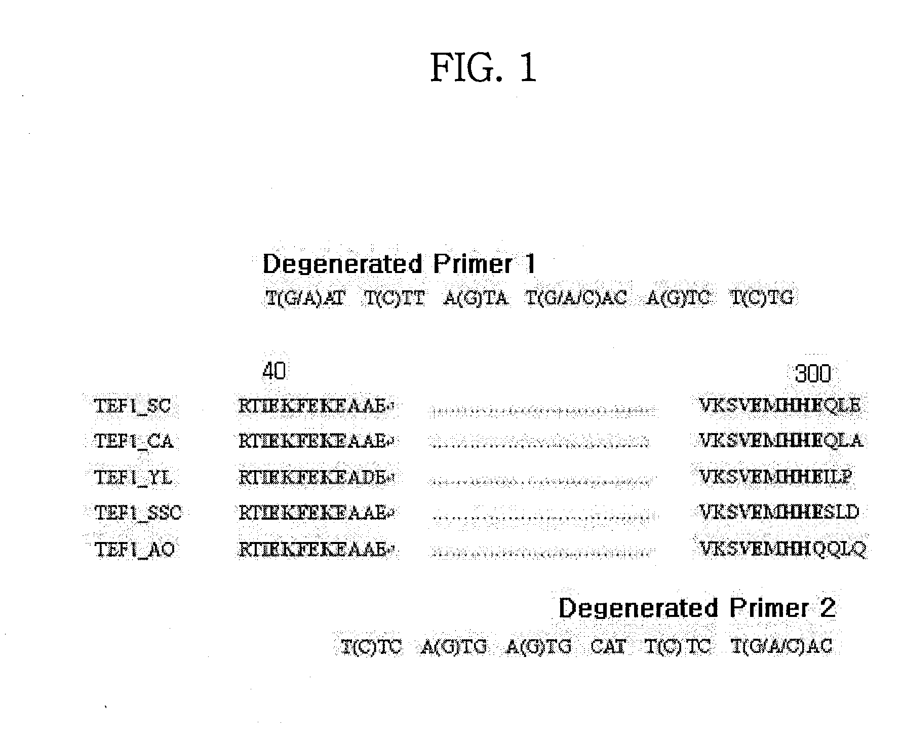 Translational Elongation Factor Promoter From Pichia Pastoris And Method For Producing Recombinant Protein Using The Same