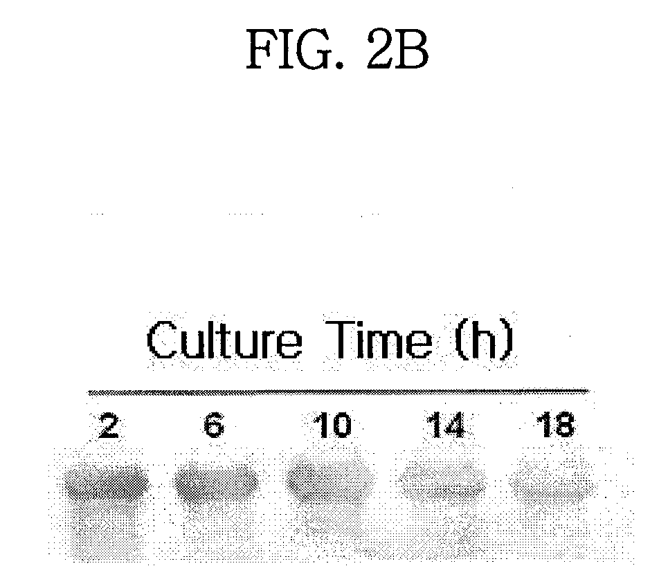 Translational Elongation Factor Promoter From Pichia Pastoris And Method For Producing Recombinant Protein Using The Same