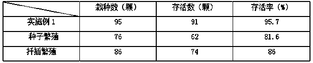 Tree branch reproduction method of stauntonia chinensis