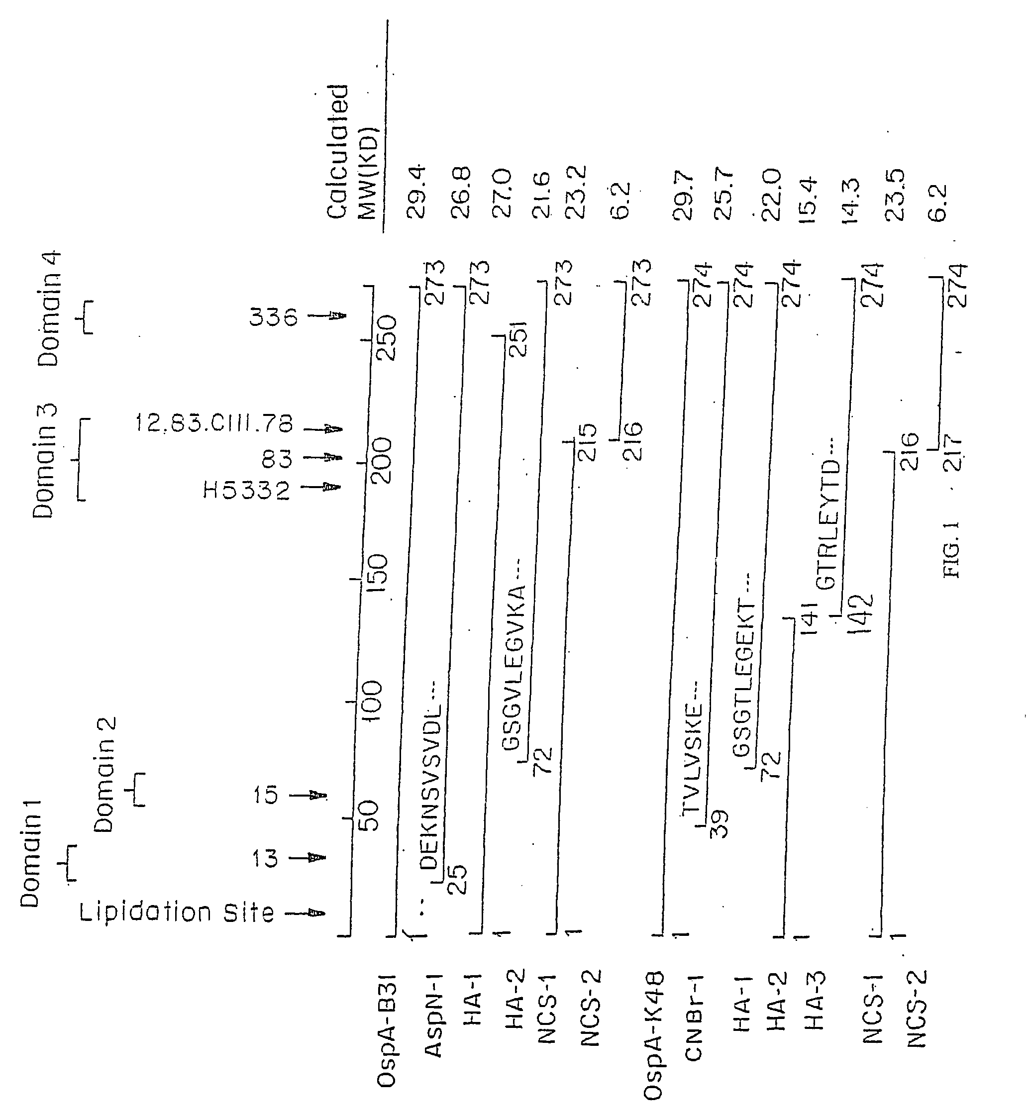 Recombinant constructs of Borrelia burgdorferi