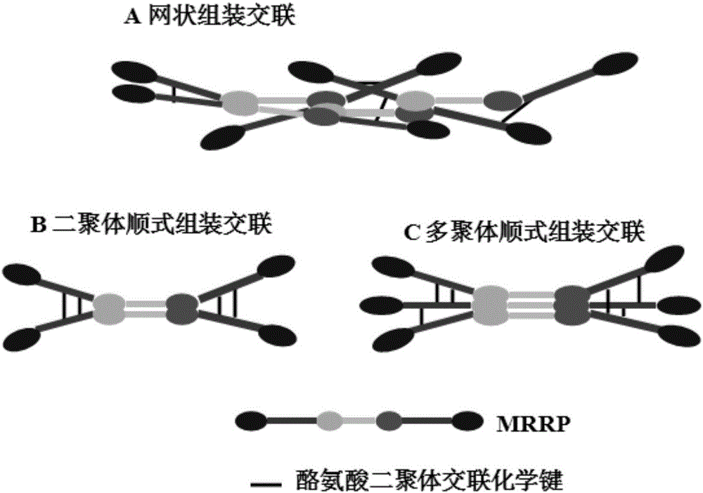 MRRP protein, gene, carrier, engineering bacteria and application thereof