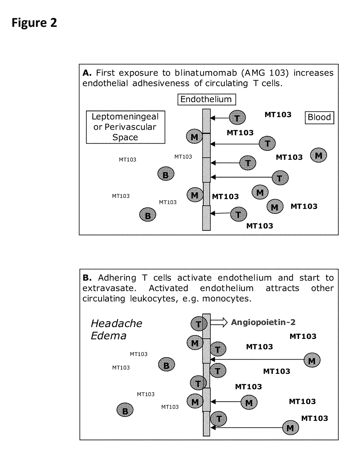 Anti-leukocyte adhesion for the mitigation of potential adverse events caused by CD3-specific binding domains