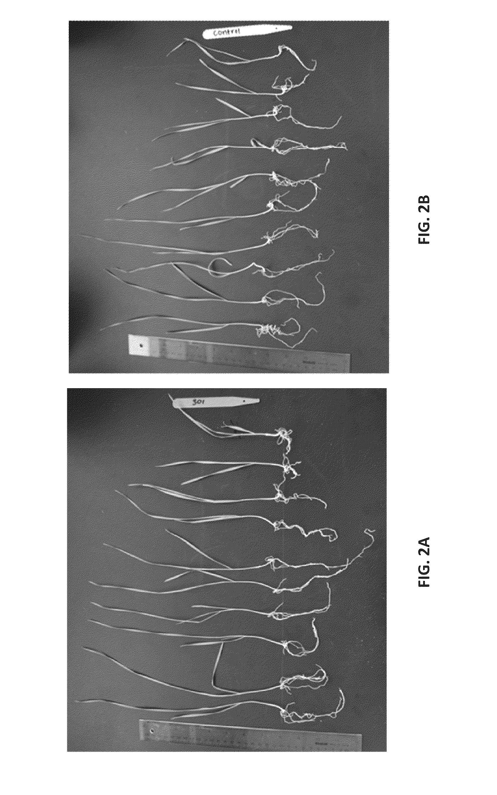 Bacillus amyloliquefaciens rti301 compositions and methods of use for benefiting plant growth and treating plant disease