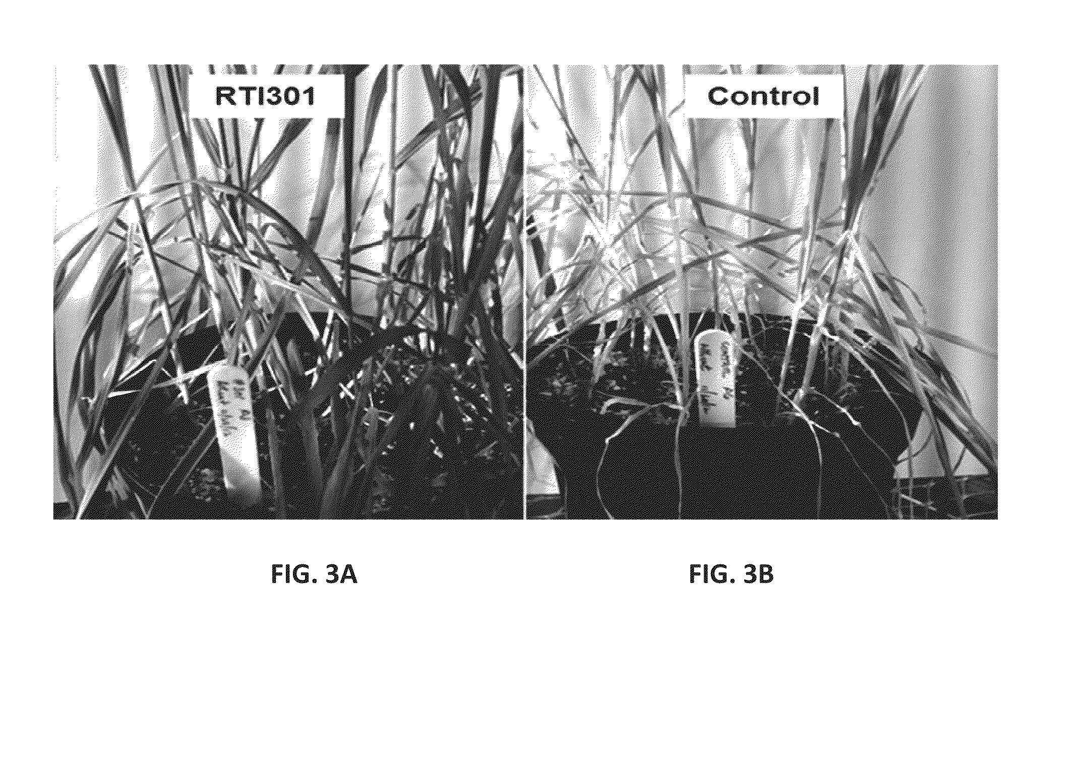 Bacillus amyloliquefaciens rti301 compositions and methods of use for benefiting plant growth and treating plant disease