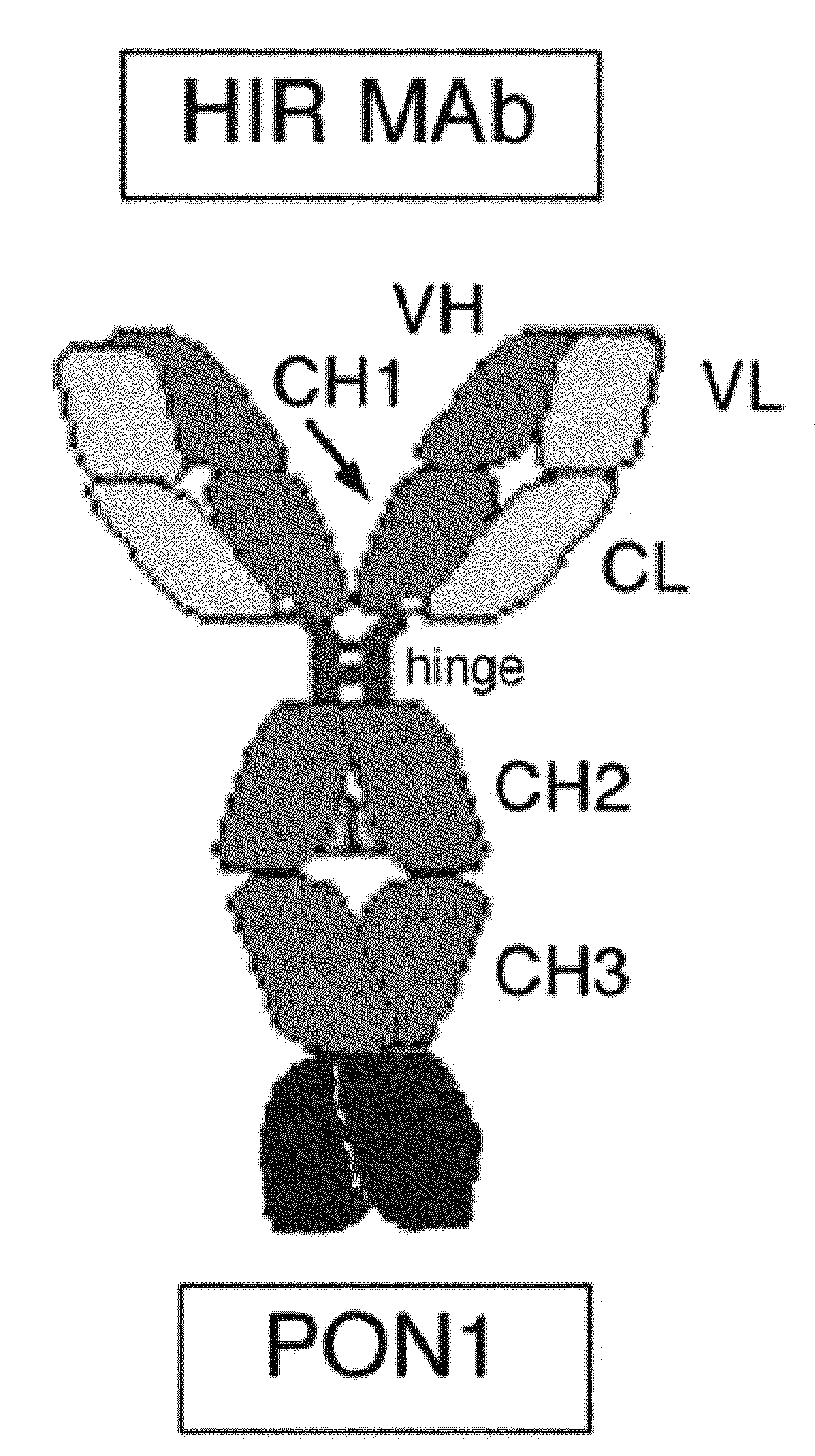 Compositions and methods for blood-brain barrier delivery of organophosphatases