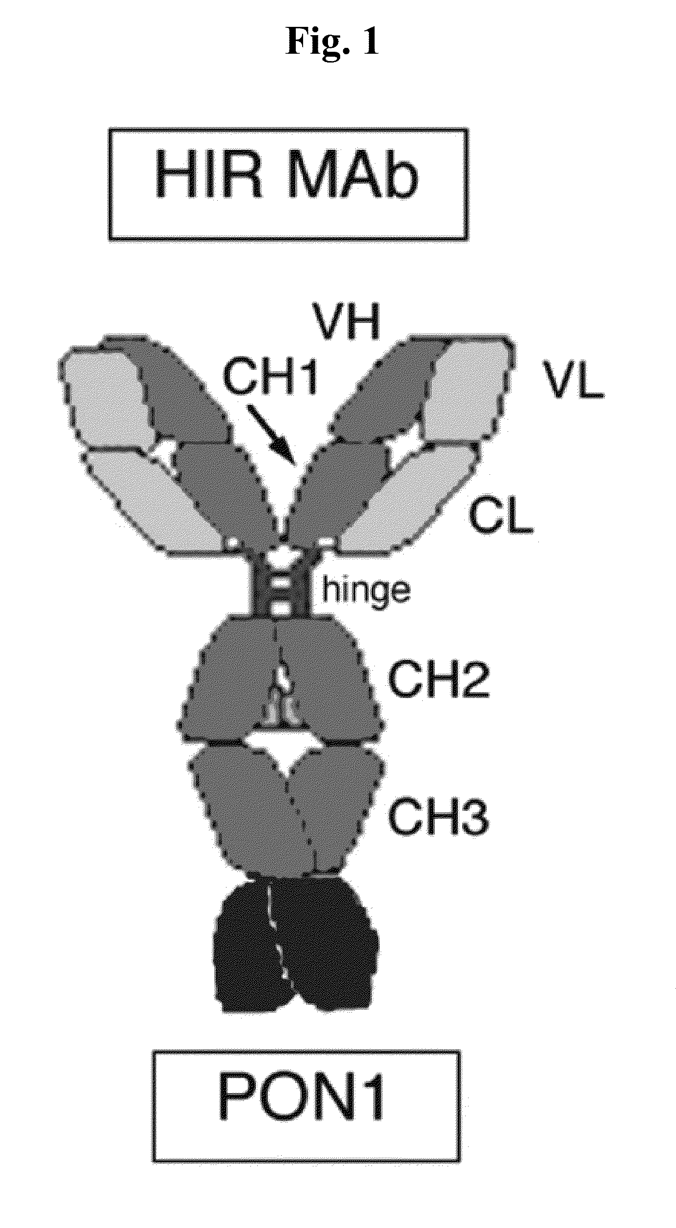 Compositions and methods for blood-brain barrier delivery of organophosphatases