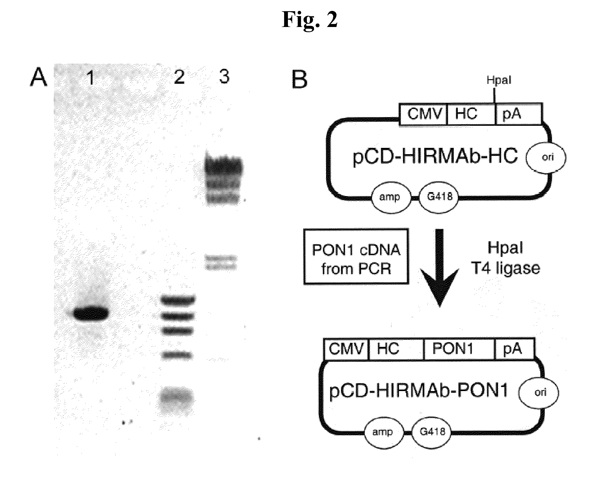 Compositions and methods for blood-brain barrier delivery of organophosphatases