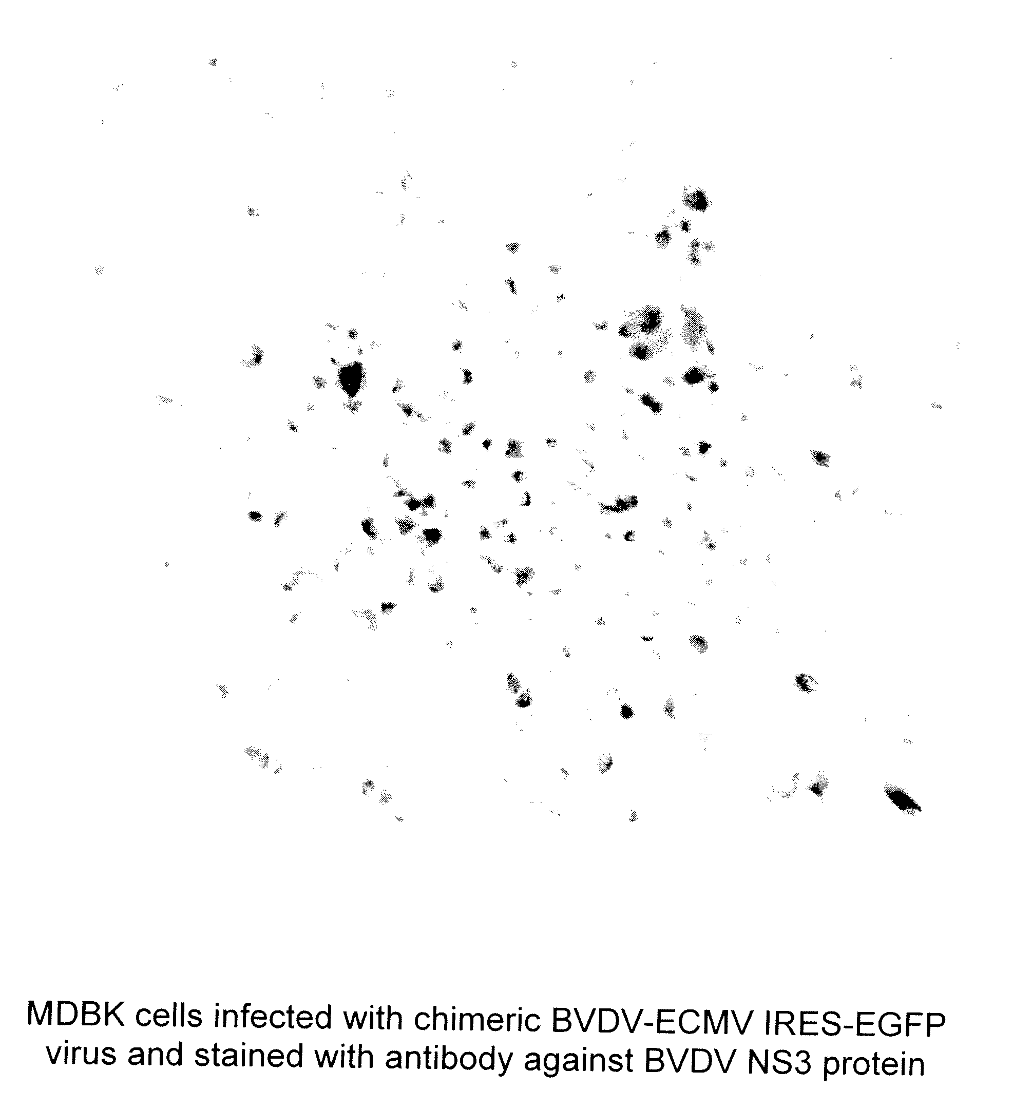 Chimeric pestivirus with insertion in 3' nontranslated region (3' NTR) with stable replication and rnase resistance