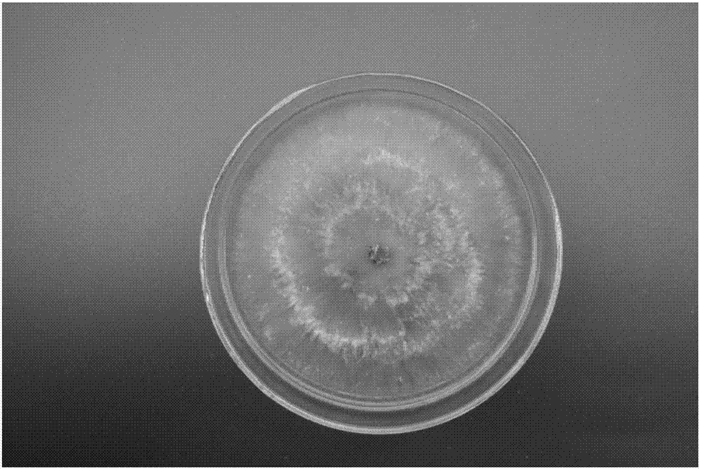 Phomopsis fungus strain E41 and applications thereof