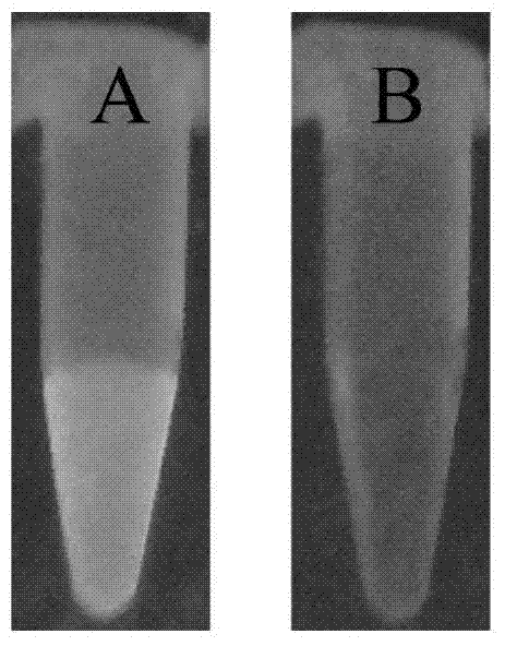 Hydrogen peroxide measurement method based on N-acetyl-L-cysteine-gold nanoclusters