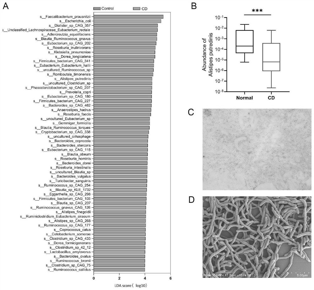 Application of Alistipes putredinis bacteria in preparation of medicine for preventing and treating inflammatory bowel disease