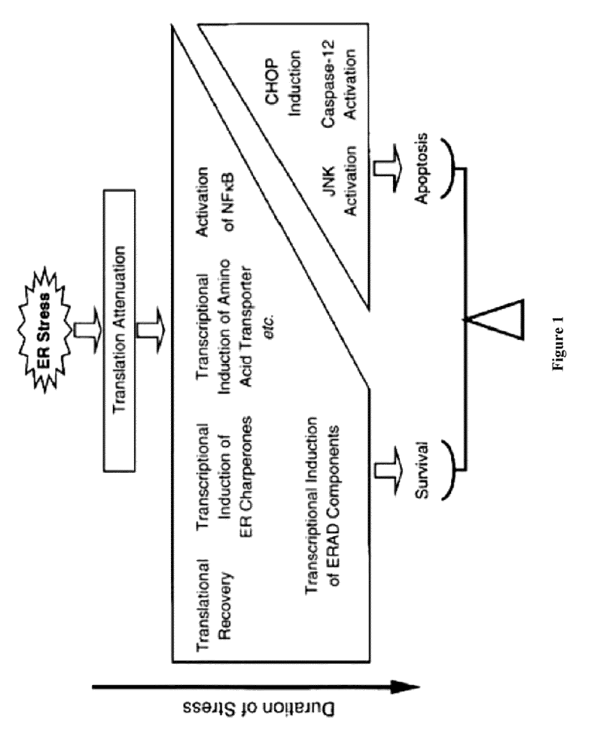 Methods and compositions for inducing apoptosis by stimulating er stress