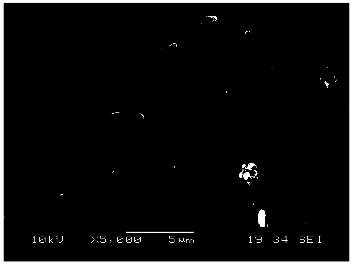 A strain of bacillus pumilus bp and its use