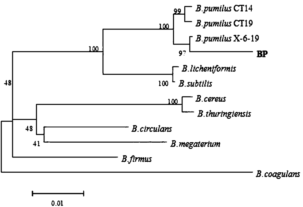 A strain of bacillus pumilus bp and its use