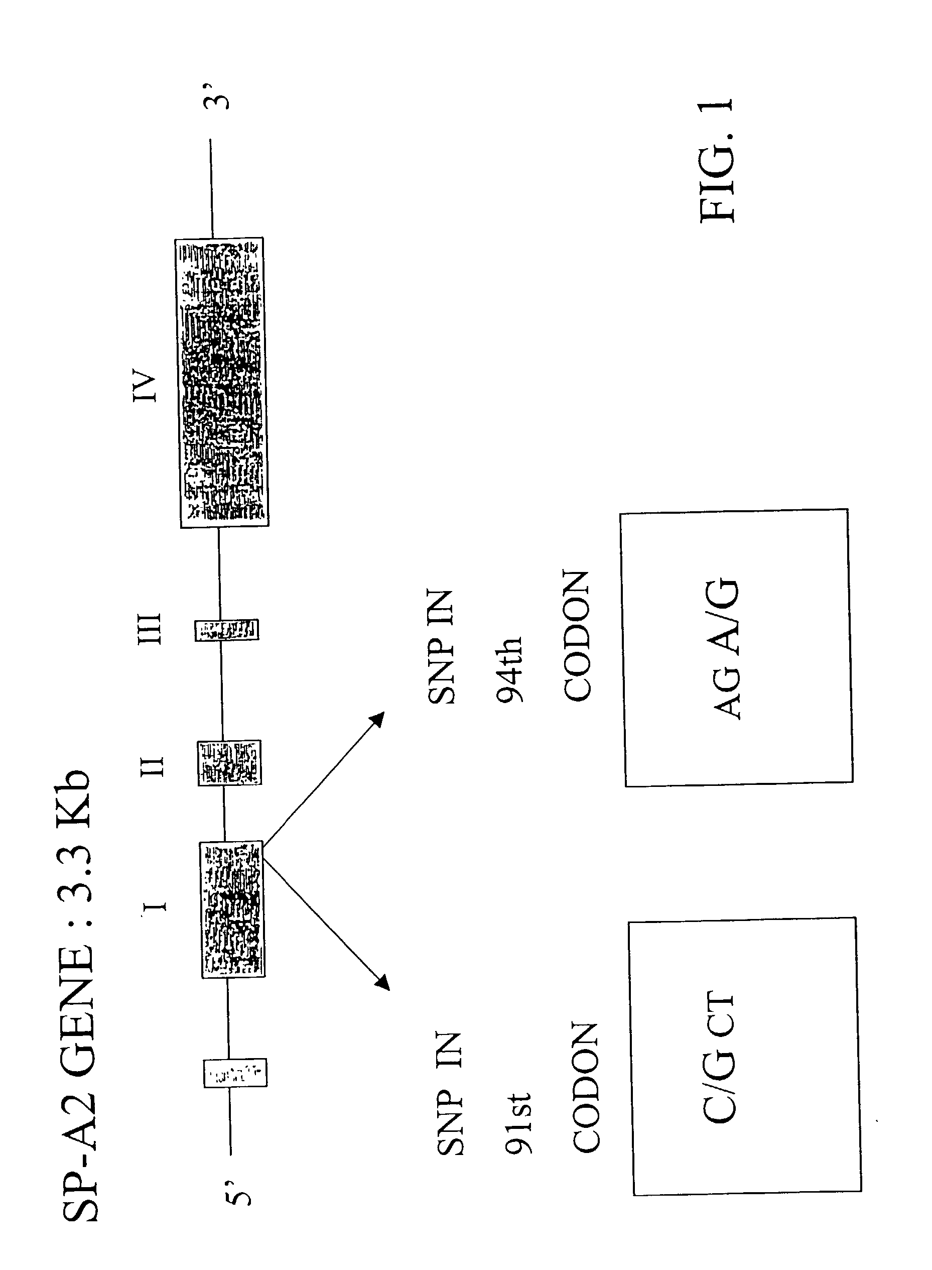 Method for detection of SP-A2 gene variants useful for prediction of predisposition to aspergillosis