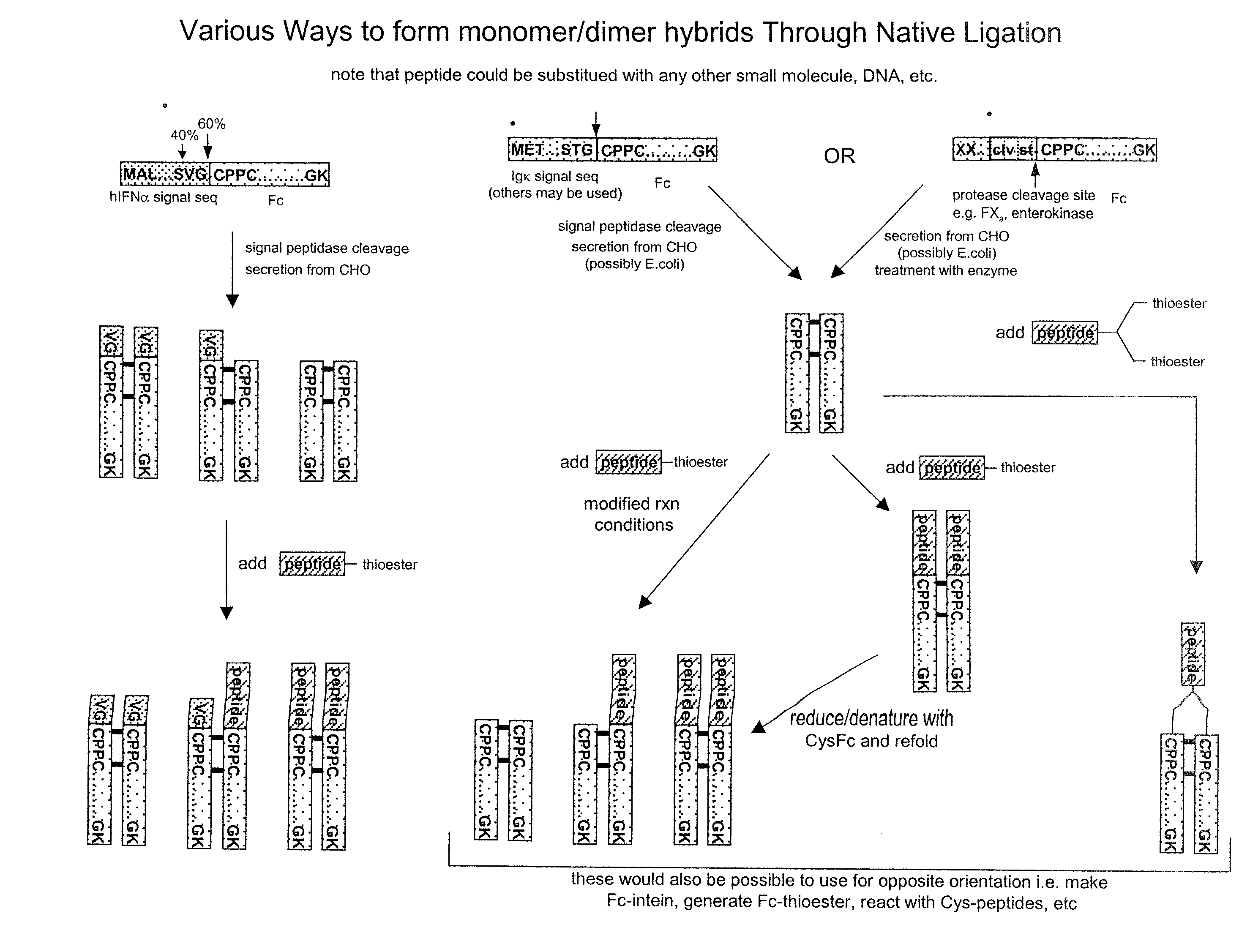 Methods for Chemically Synthesizing Immunoglobulin Chimeric Proteins