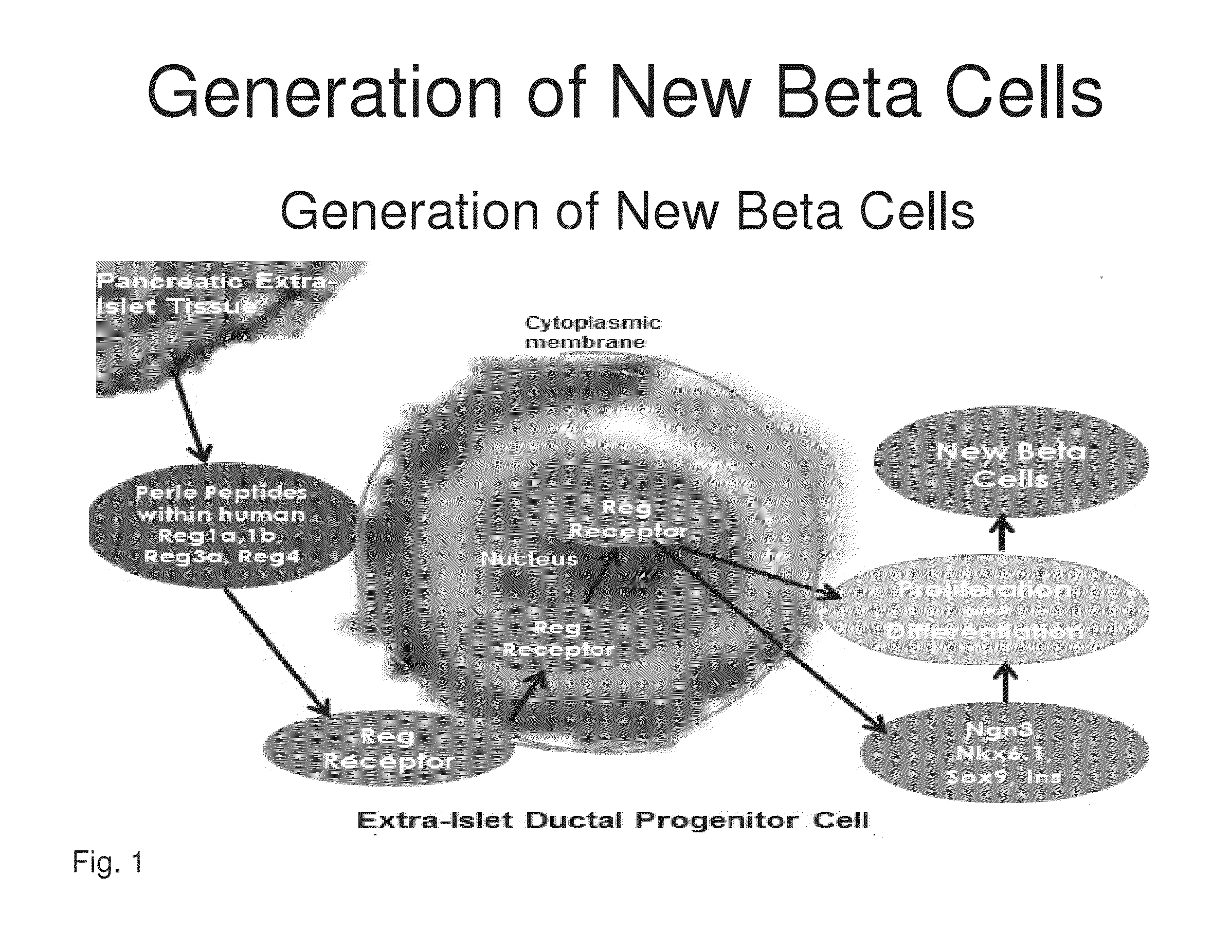 Generation of new pancreatic beta cells