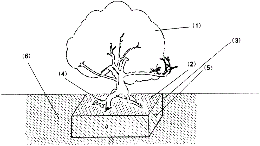 High-yield cultivation of potted fruit tree