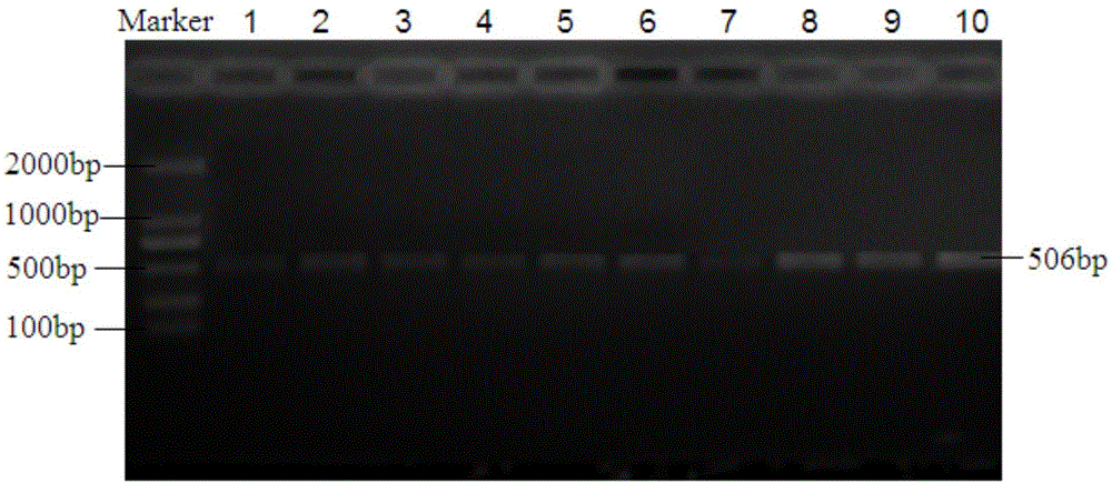 Plasmid standard product for detecting HLA-DP gene rs3077 locus polymorphism and preparation method thereof