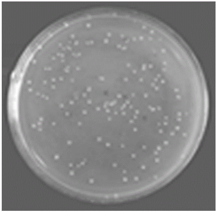 Plasmid standard product for detecting HLA-DP gene rs3077 locus polymorphism and preparation method thereof