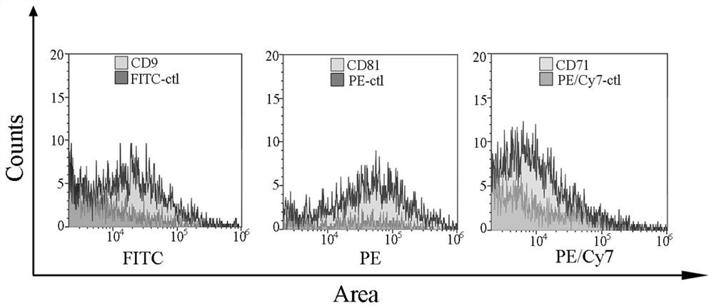 Targeting peptide modified traditional Chinese medicine multi-component exosome-like fusion nanoparticle as well as preparation method and application thereof