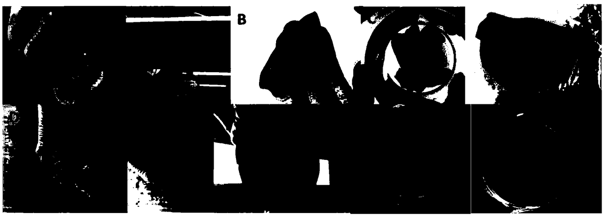 PVA hydrogel, composite material using same and preparation method and application of PVA hydrogel