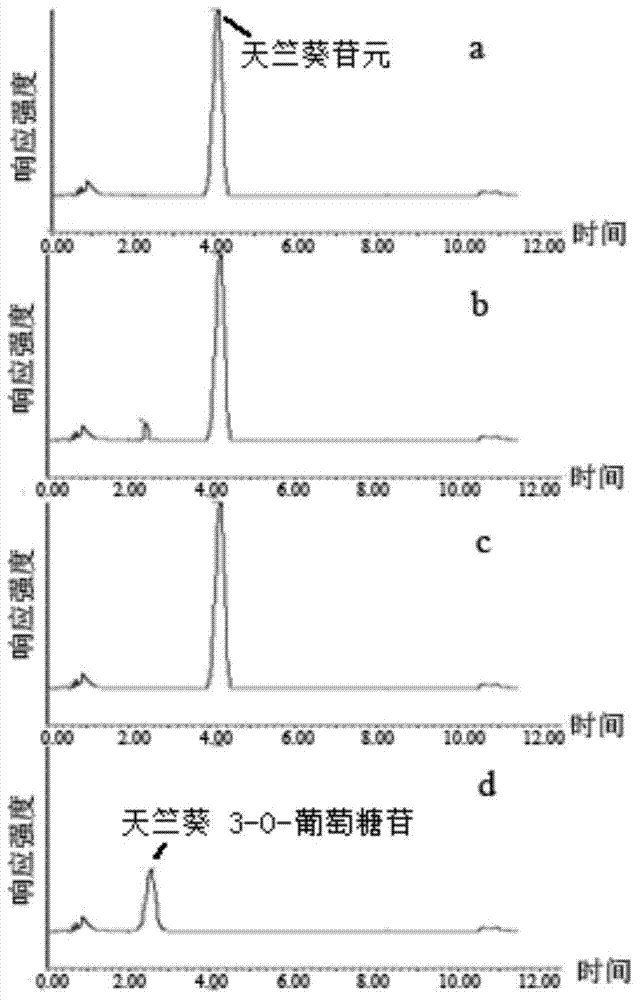 Tulip flavonoid 3-O-glucosyltransferase Tf3GT protein and coding gene thereof