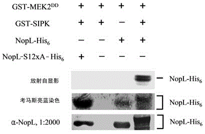 Application of phosphorylated bacterioprotein NopL