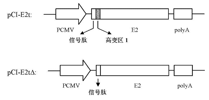 HCV envelope protein E2 with deleting hypervariable region 1 and use thereof