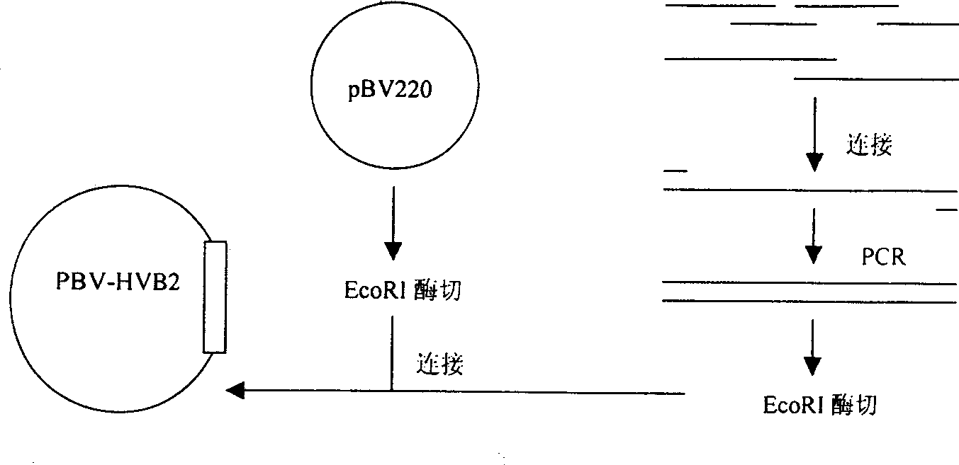 Polyepitope hepatitis C antigen complex polypeptide vaccine and its prepn and application