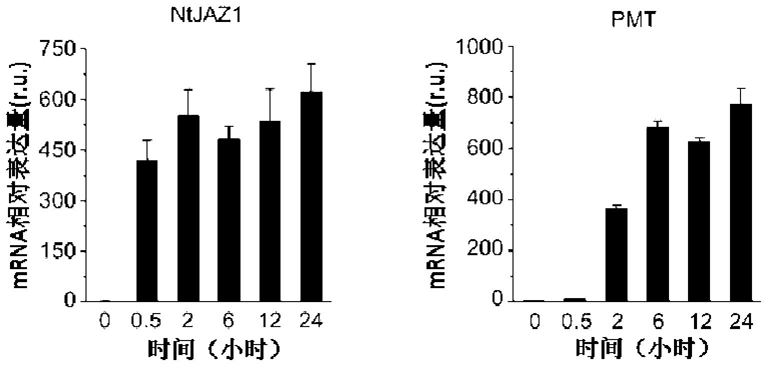 Gene capable of reducing nicotine content of tobacco and application thereof