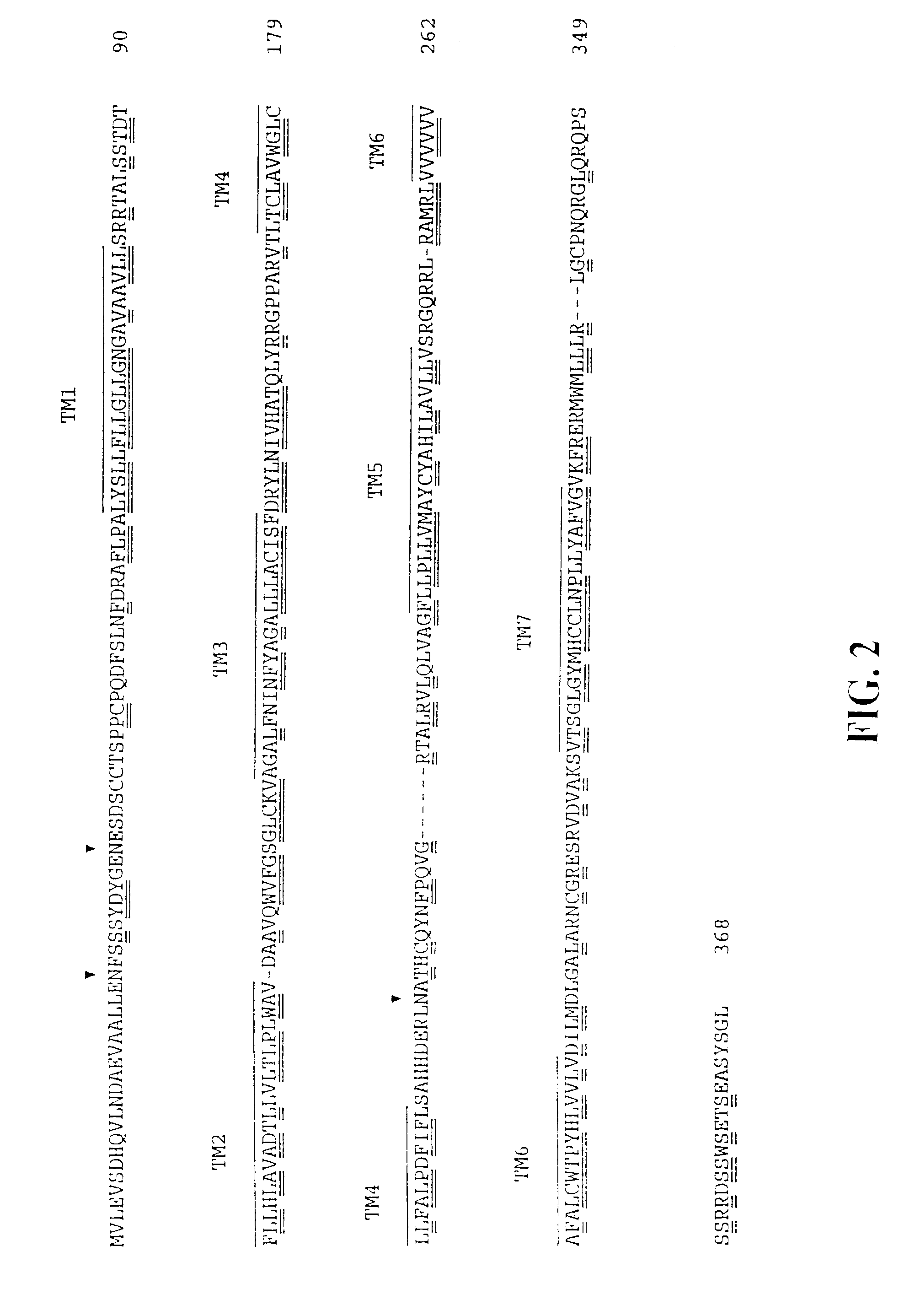 Method of inhibiting leukocytes with human CXC chemokine receptor 3 antibody