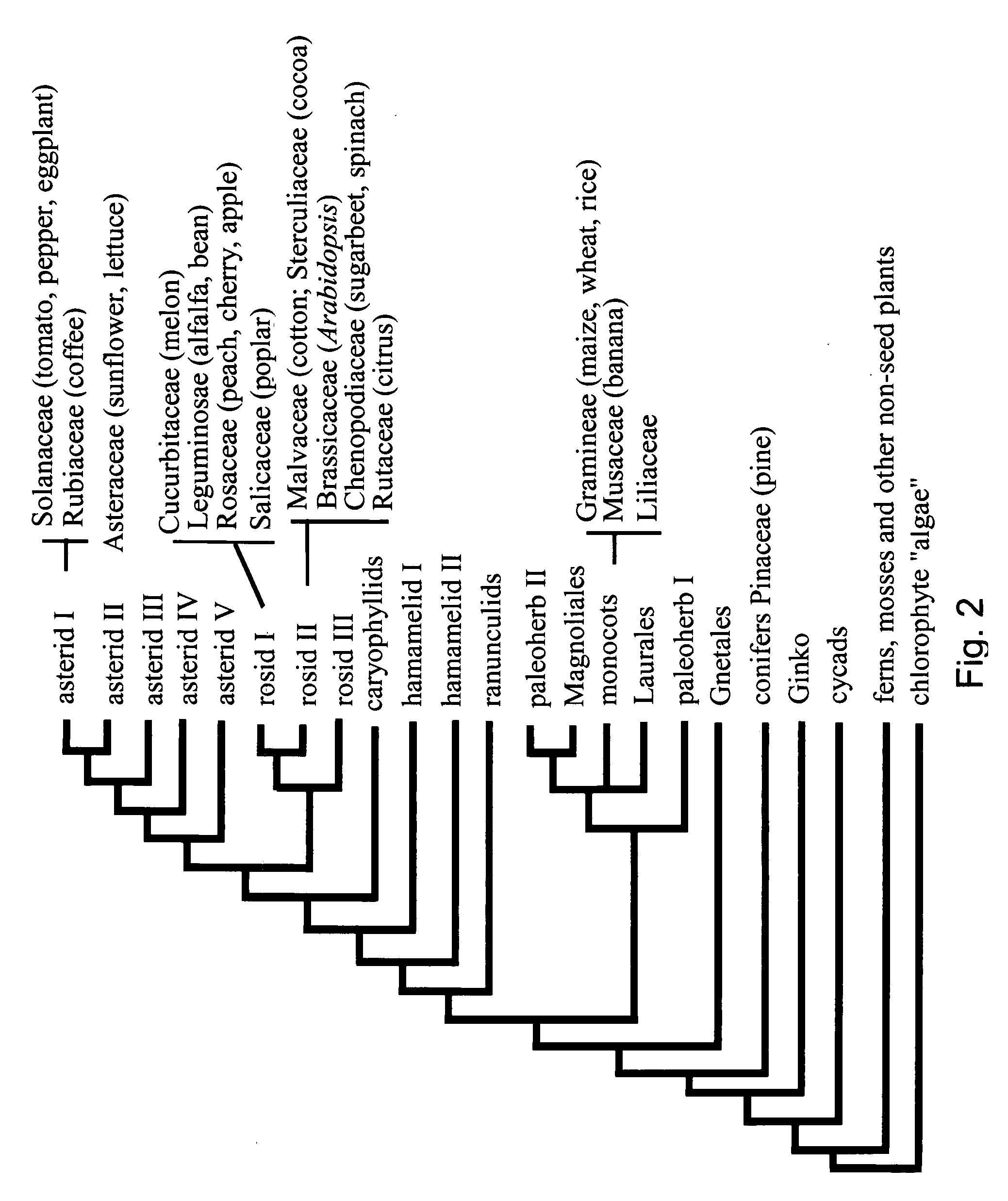 Plants with improved water deficit and cold tolerance