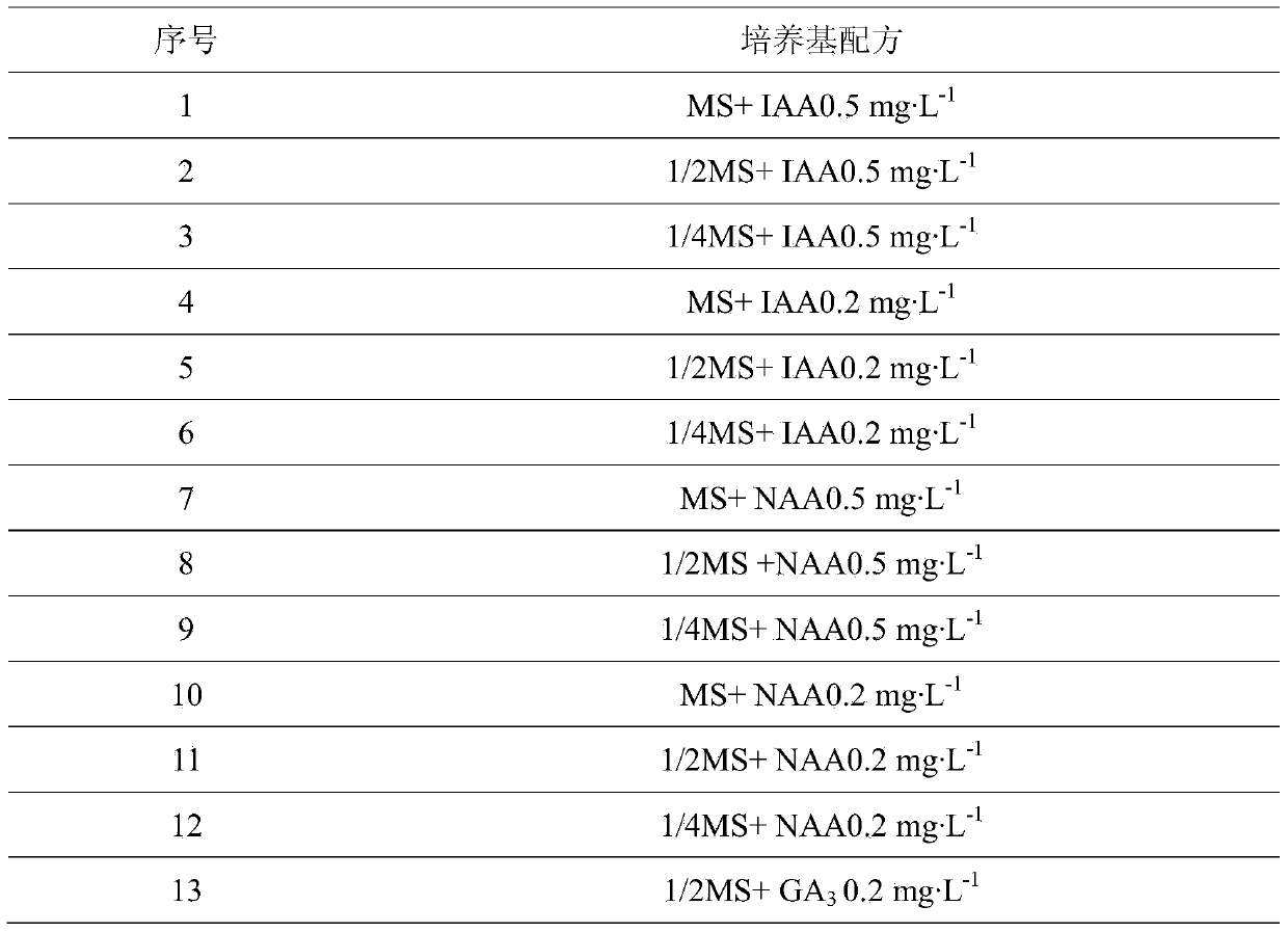 Air plant tissue culture medium and method for tissue cultivating and quickly propagating air plant