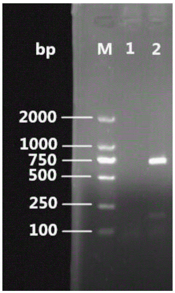 Specific gene and molecular identification method of culicoides cyancus