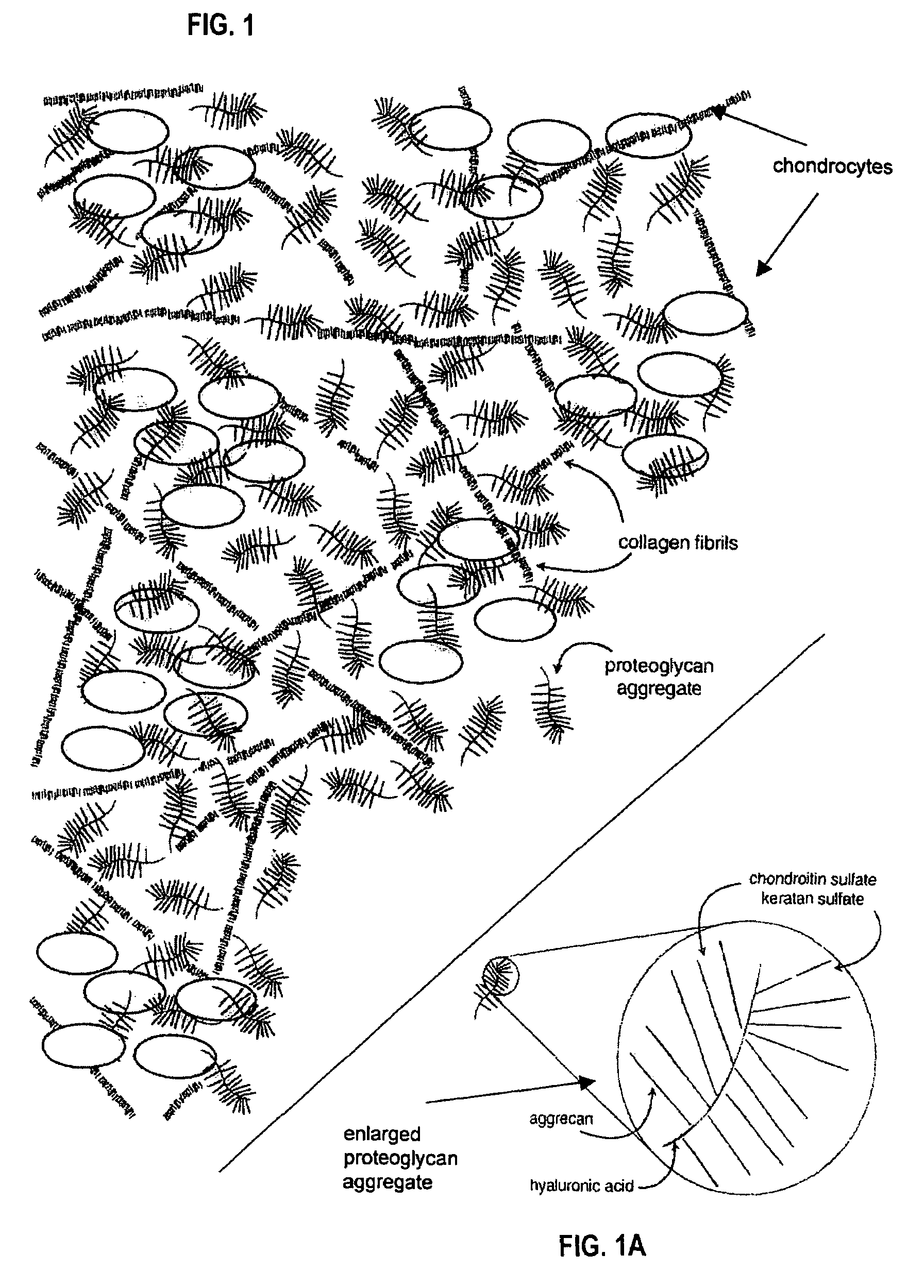 Methods and compositions for treating intervertebral disc degeneration