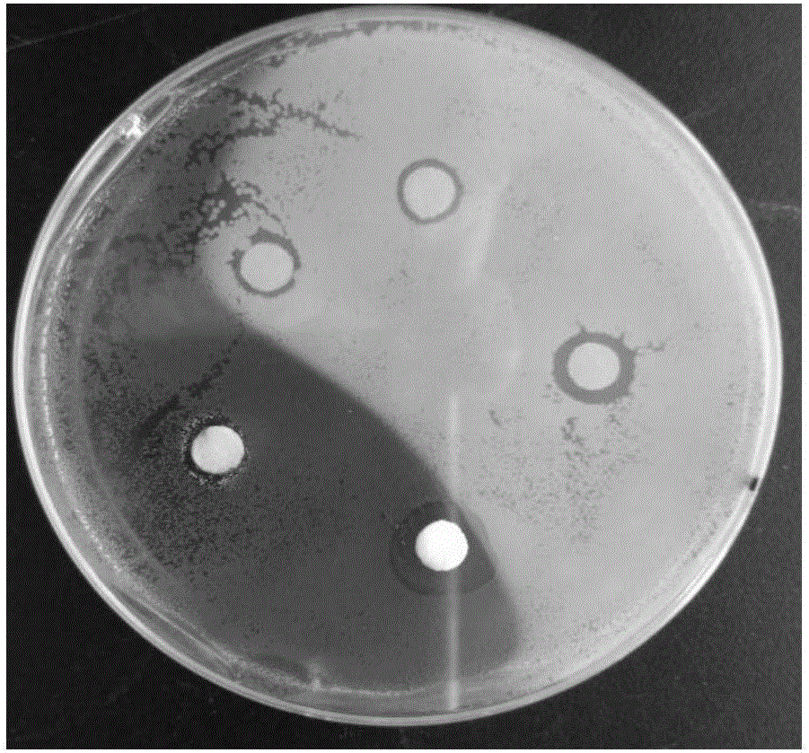 Totarol antibacterial nano hydrogel with whey protein as matrix and preparation method thereof