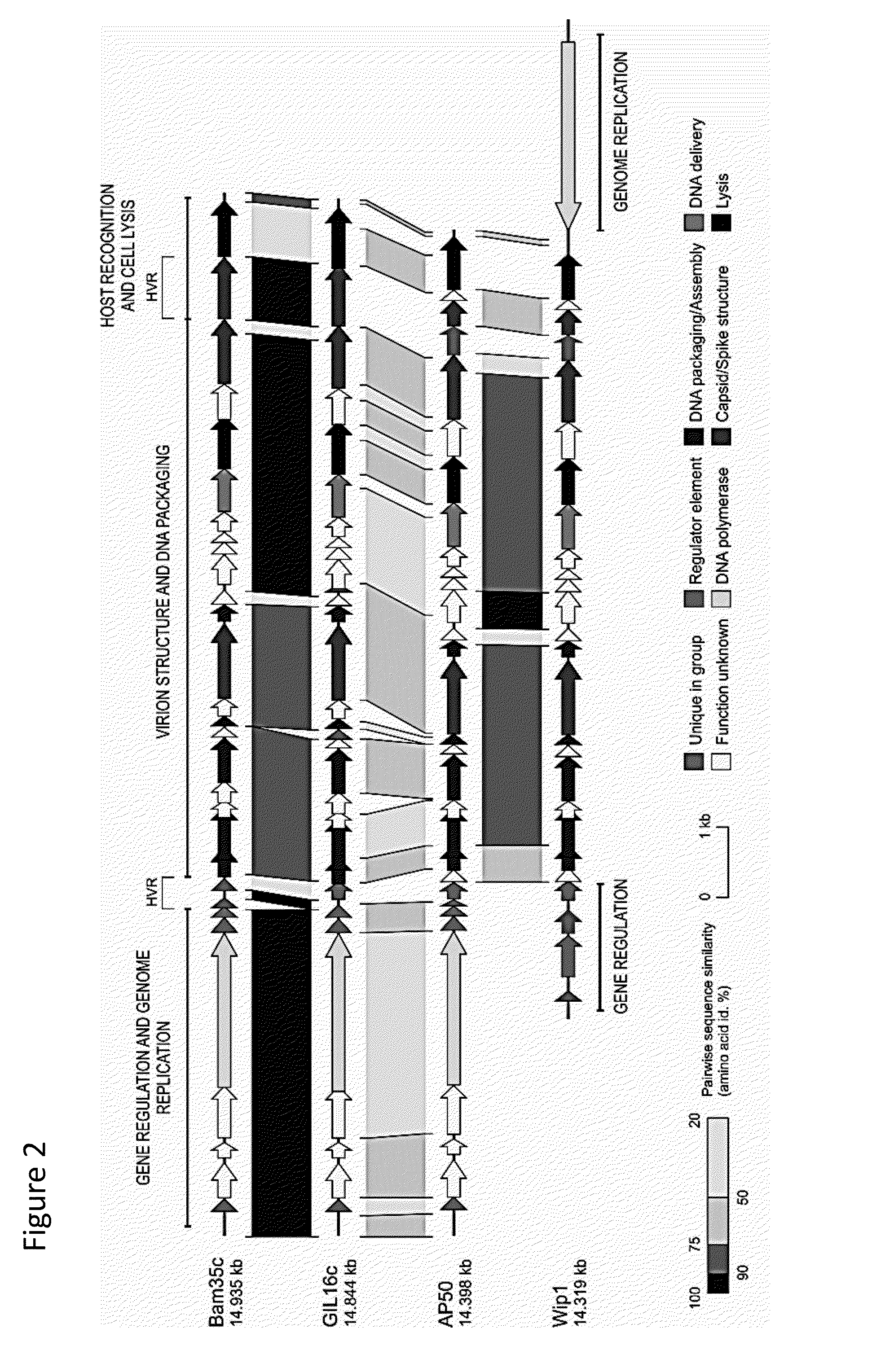 Recombinant phages and proteins