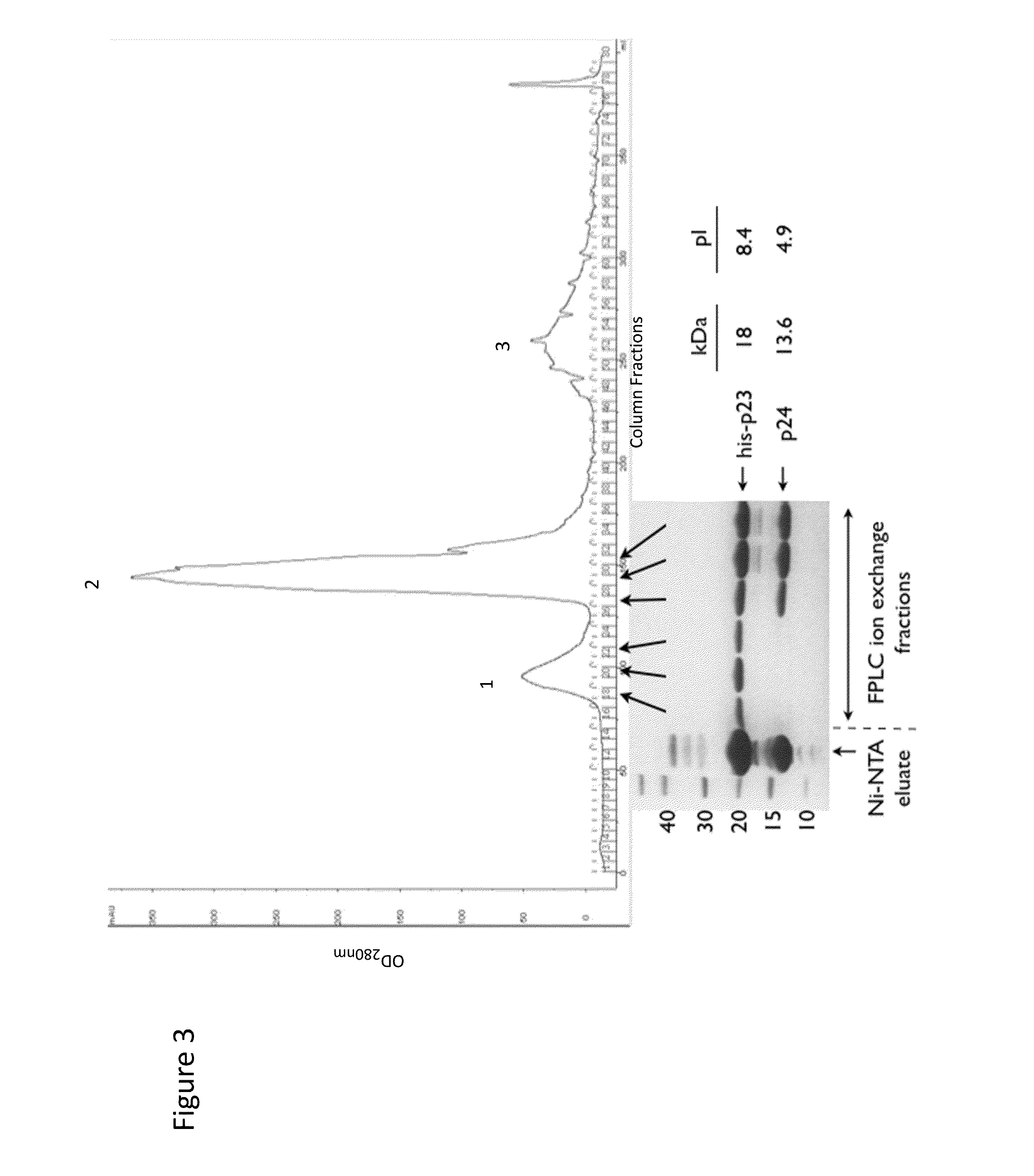 Recombinant phages and proteins