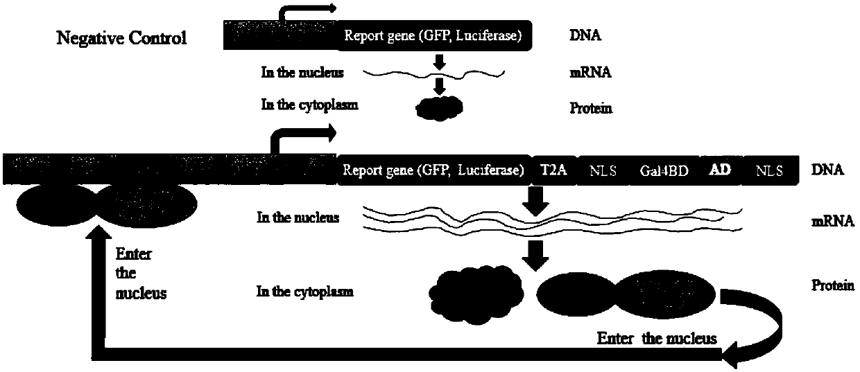 Establishment of self-activated Gal4/UAS system expression cassette capable of improving gene expression