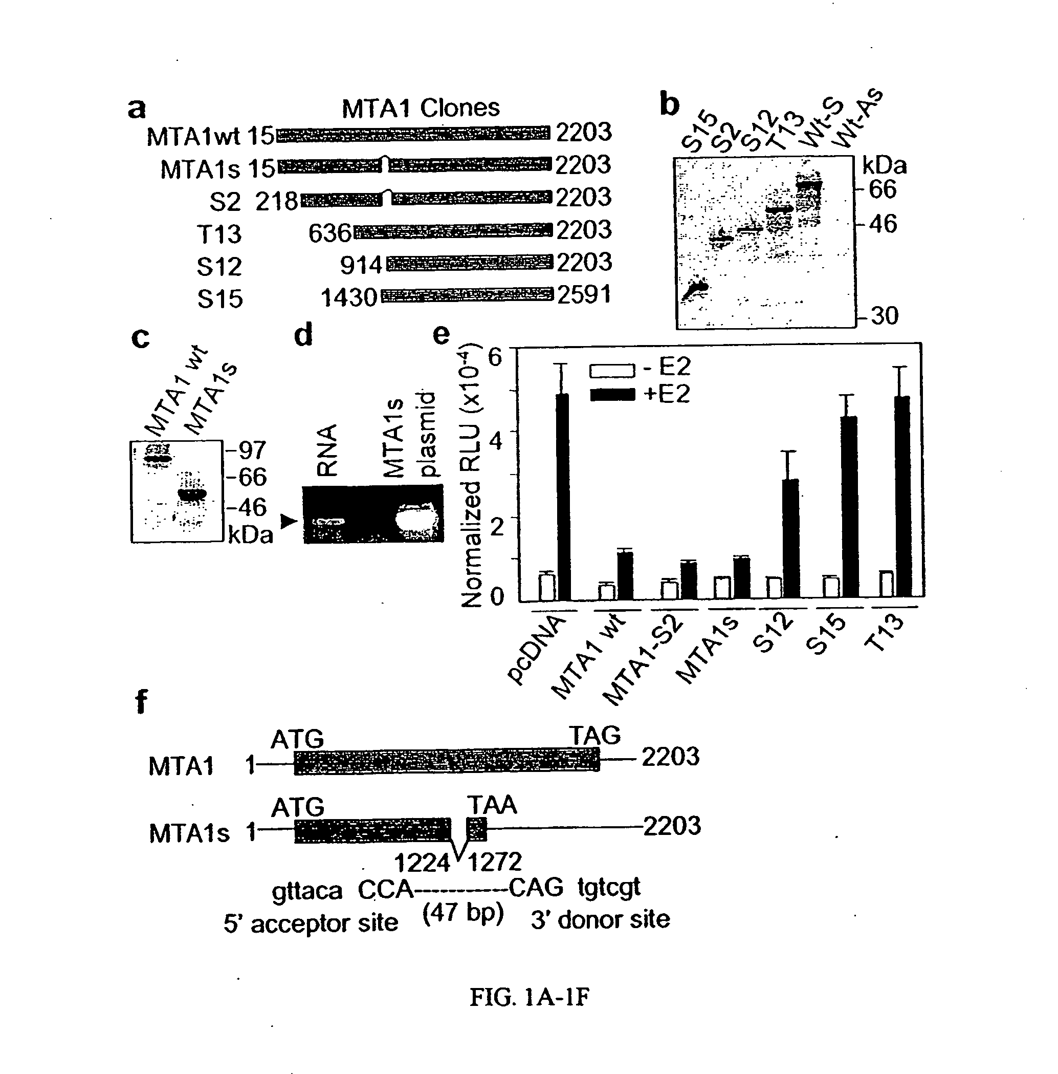 Mta1s, a steriod hormone receptor corepressor